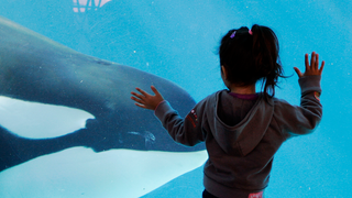 SeaWorld Will Finally Stop Using Killer Whales... After Just a Few More Years of Exploitation